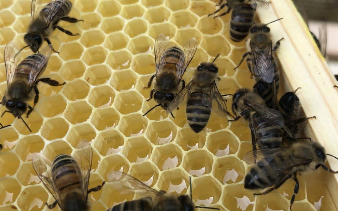 Summ-Summ-Summ – das Bienenprojekt